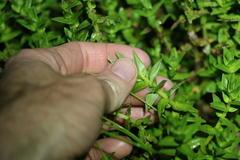 Rotala tripartita