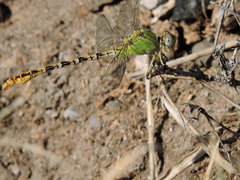 Erpetogomphus crotalinus