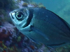 Boopsoidea inornata