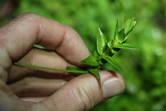 Rotala tripartita