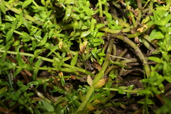 Rotala tripartita