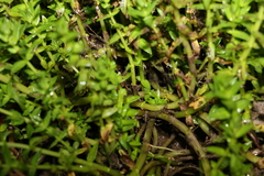 Rotala tripartita