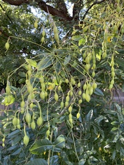 Sophoreae