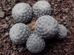 Mammillaria herrerae