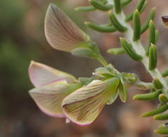 Polygala teretifolia