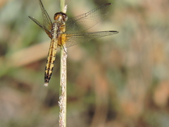 Erythrodiplax basifusca