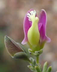 Polygala teretifolia