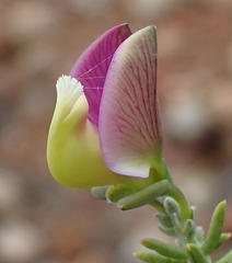 Polygala teretifolia