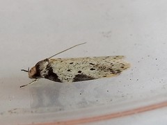 Philobota transversella