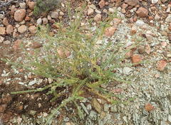Polygala teretifolia