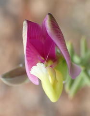 Polygala teretifolia