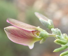 Polygala teretifolia