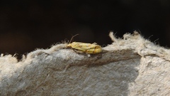 Phtheochroa vitellinana
