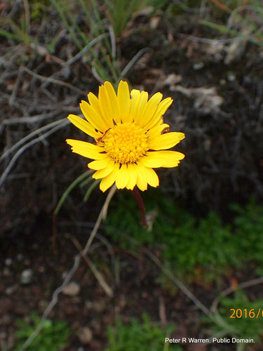 Ursinia alpina