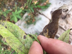 Corythucha marmorata