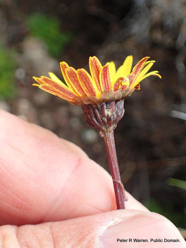Ursinia alpina, photograph 2