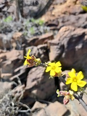 Oxalis virgata