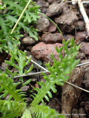 Ursinia alpina, photograph author not stated, no rights reserved