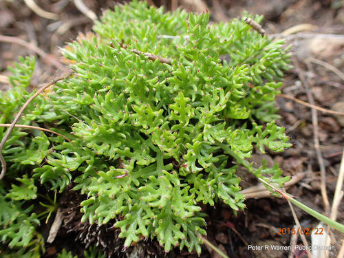 Ursinia alpina, photograph 4