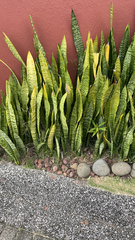 Sansevieria trifasciata