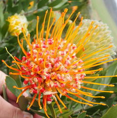 Leucospermum erubescens