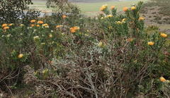 Leucospermum erubescens