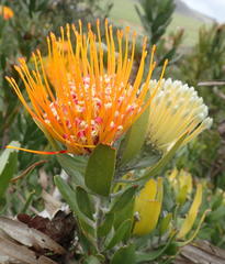 Leucospermum erubescens