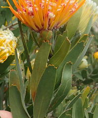 Leucospermum erubescens