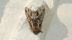 Paraeschra georgica