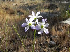 Leucocoryne coquimbensis