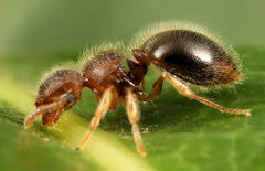 Meranoplus inermis