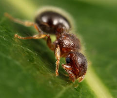 Meranoplus inermis
