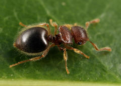 Meranoplus inermis