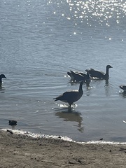 Branta hutchinsii