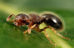 Meranoplus inermis