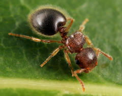 Meranoplus inermis