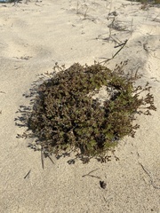 Chamaerhodos grandiflora