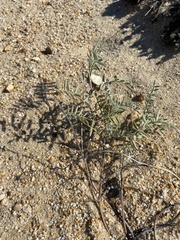 Astragalus olchonensis