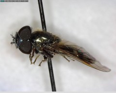 Platycheirus stegnus