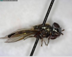 Platycheirus stegnus
