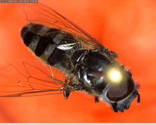 iNaturalist observation photo of Greater Punctate Sedgesitter