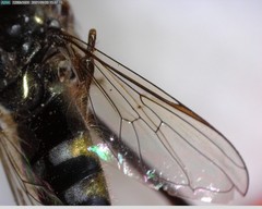 Platycheirus stegnus