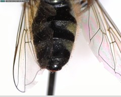 Platycheirus stegnus