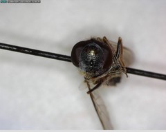 Platycheirus stegnus