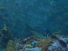 Boopsoidea inornata