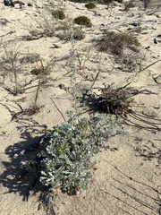 Artemisia ledebouriana