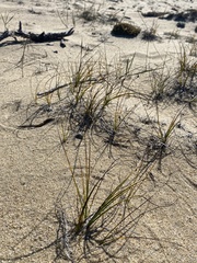 Carex sabulosa