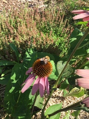 Bombus griseocollis