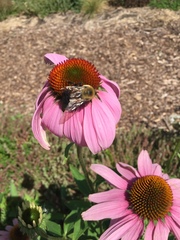 Bombus griseocollis