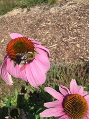 Bombus griseocollis
